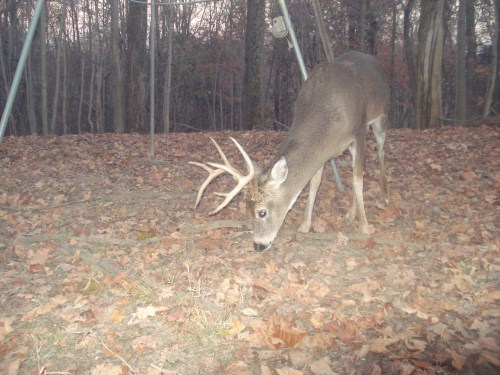 Buck with split brow tine