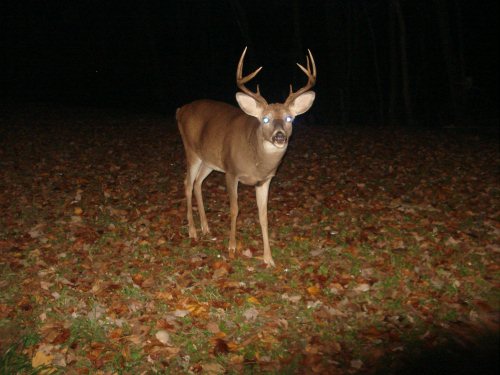 8 Point Buck