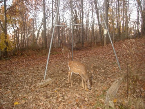 November spotted fawn