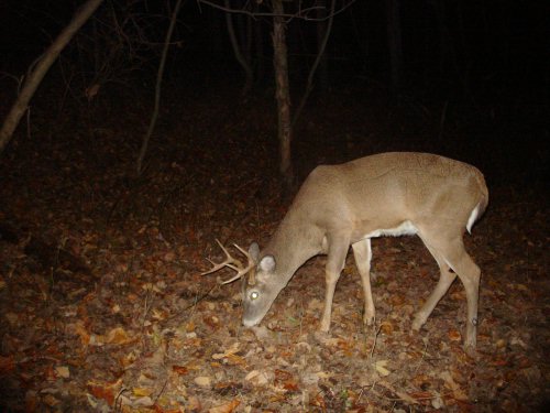 Eight point buck