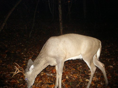 Non-typical eight point buck