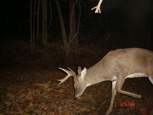 Seven point buck