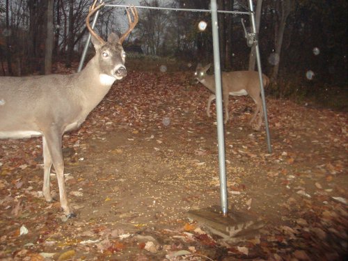 Tall seven point buck