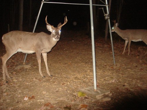 Wide seven point buck