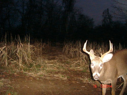 8 point buck