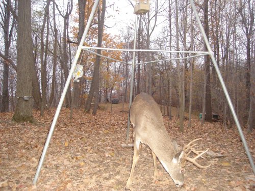 Big seven point buck