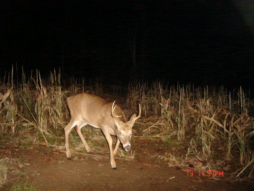 Broken rack eight point buck