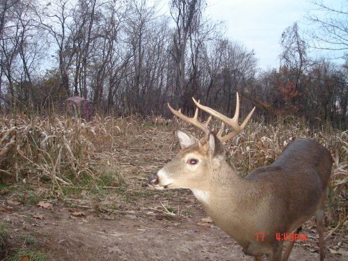 Nine point whitetail buck