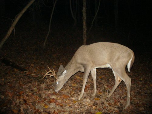 Non typical eight point buck