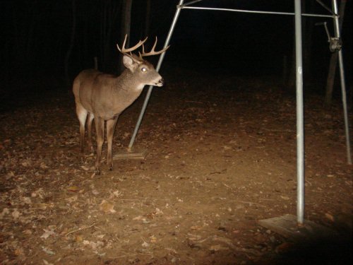 Wide nine point buck