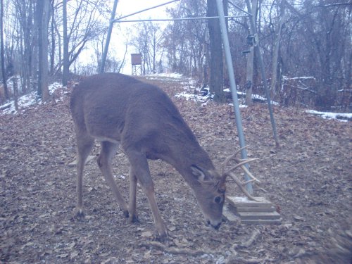 8 Point buck