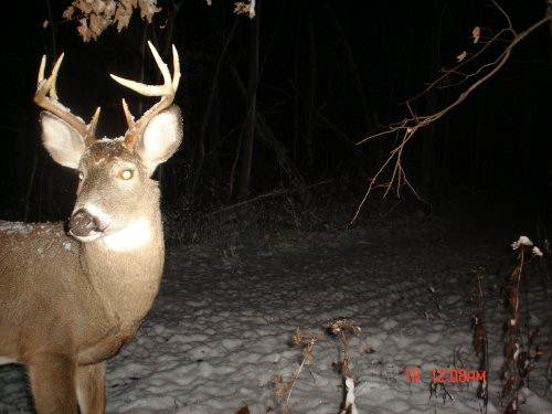 Small eight point buck