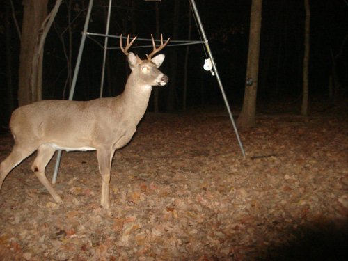 8 point whitetail buck