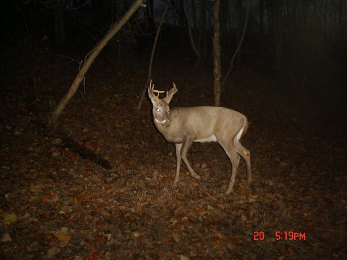 Non-typical buck