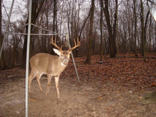 Big eight point buck