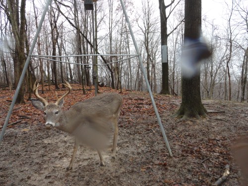 Whitetail buck picture