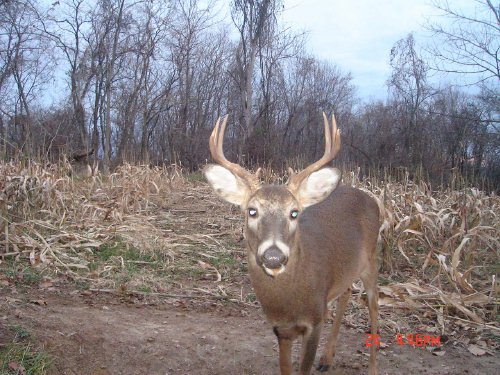 Eight point buck