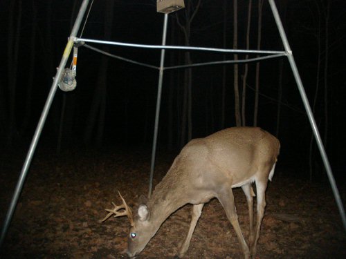 Non-typical eight point buck