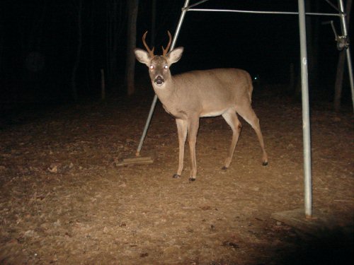 Six Point Buck