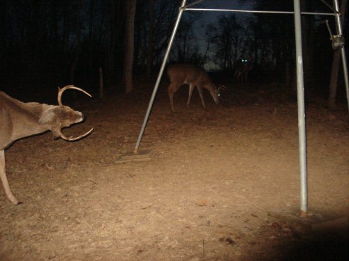 Wide seven point buck