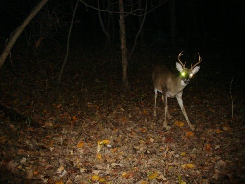 High rack eight point buck