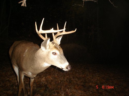 Nine point buck