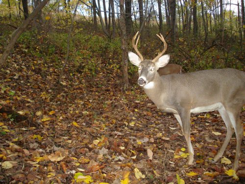 Seven point buck