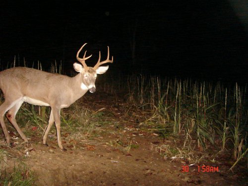 Shed antler buck