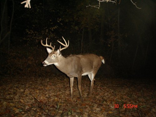 Wide nine point buck