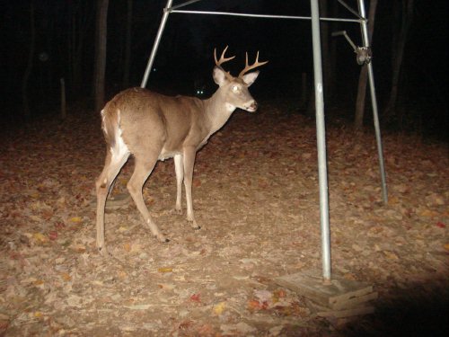 Wide seven point buck