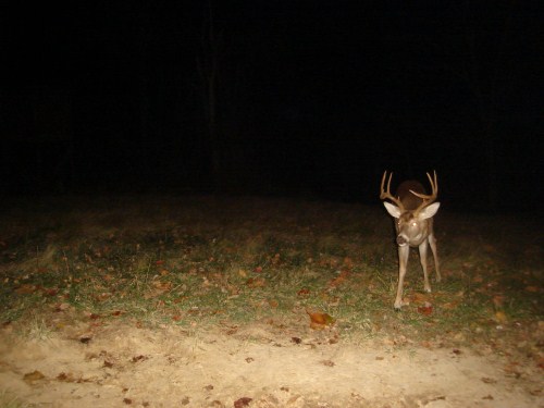 9 point buck