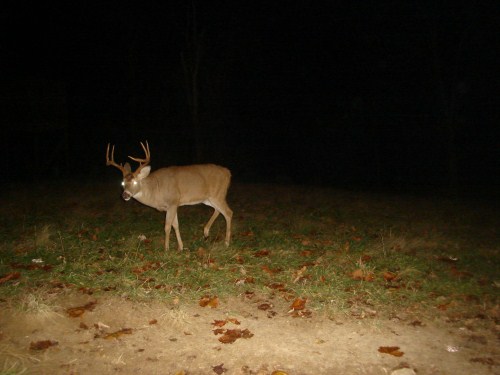 9 point whitetail