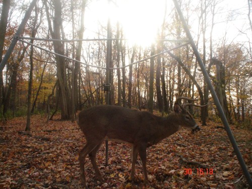 Eight point buck