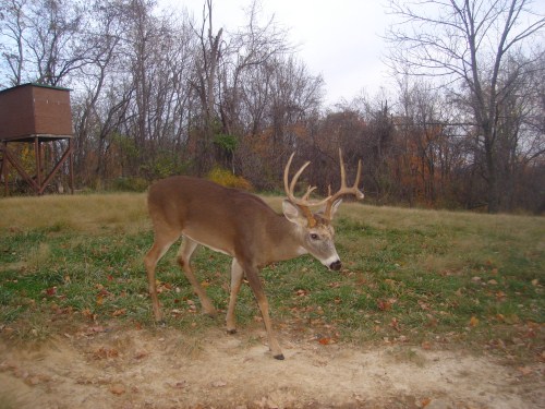 Nine point buck