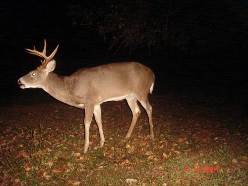 Split brow tine buck