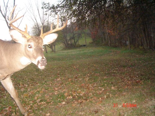 Ten point buck