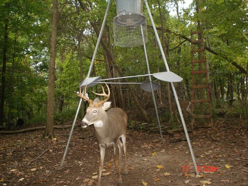 seven point whitetail buck