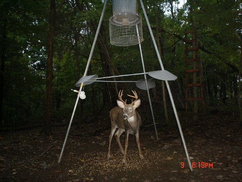 eight point whitetail buck