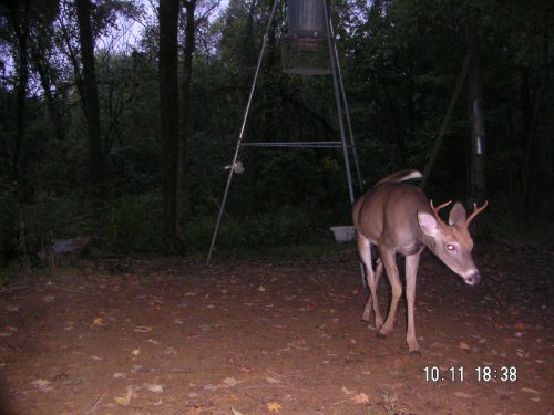 five point whitetail buck