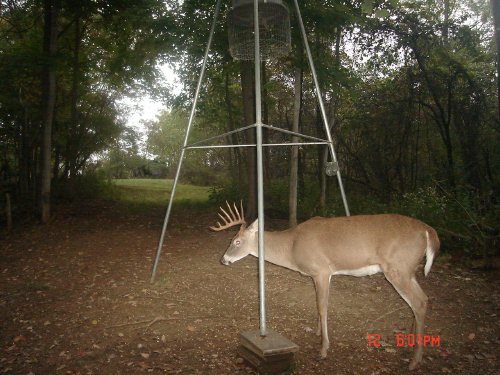 nine point whitetail buck