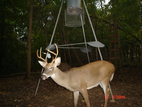 six point whitetail buck