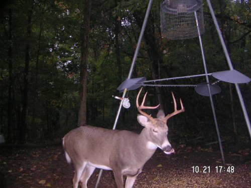 seven point whitetail buck