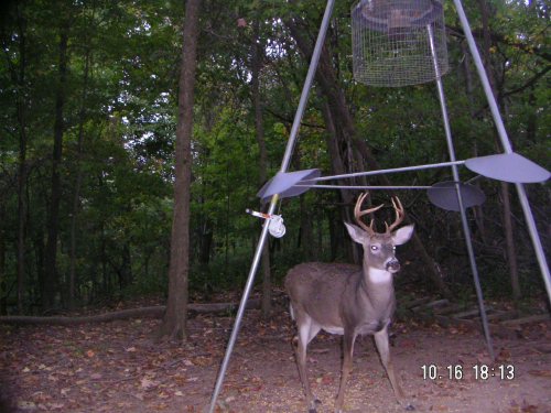 8 point whitetail buck