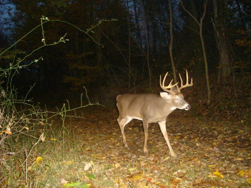 Eleven Point Buck