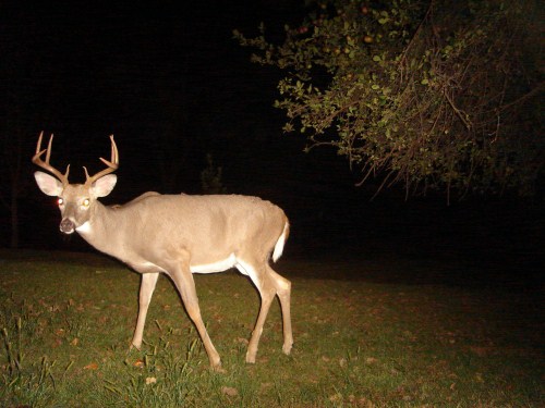 8 point buck