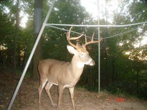 Big eight point buck