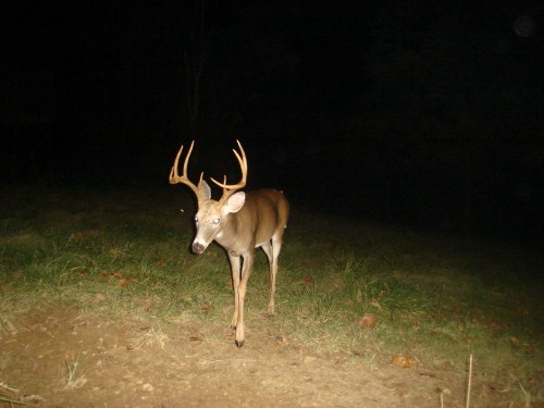 Big nine point buck