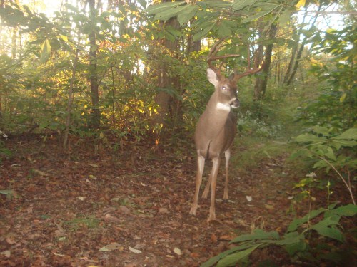 Big whitetail buck