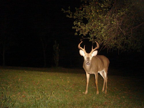 Eight point buck