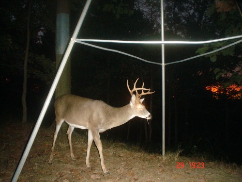 Nine point buck